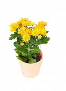 chrysanthemum chrysanthemum also known as mums are herbaceous 